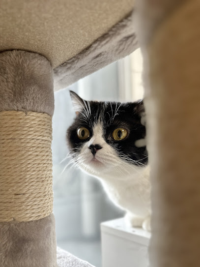 キャットシッター塩猫屋, 福岡