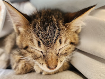 保護猫カフェ あみ トリミングサロンあみ, 福岡