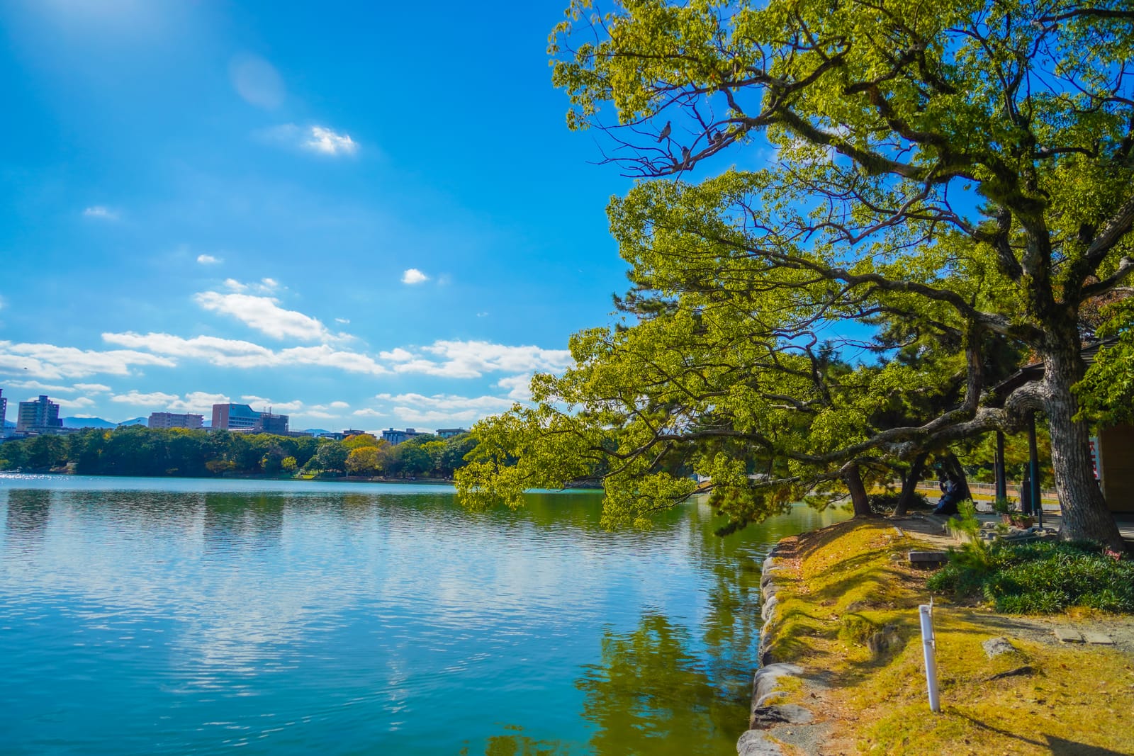 大濠公園の池と水辺の木々